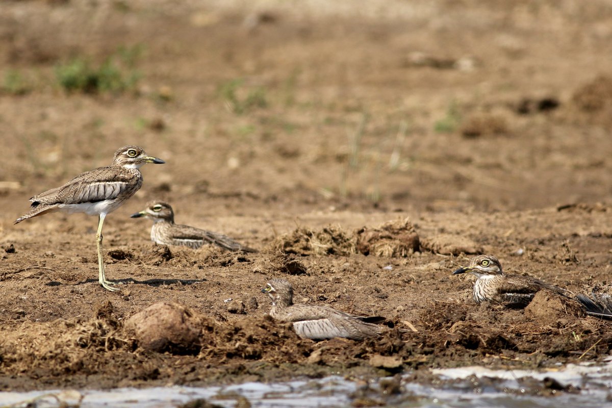 Burhinus_vermiculatus_28.06.2019_P.Szymański 1.jpg